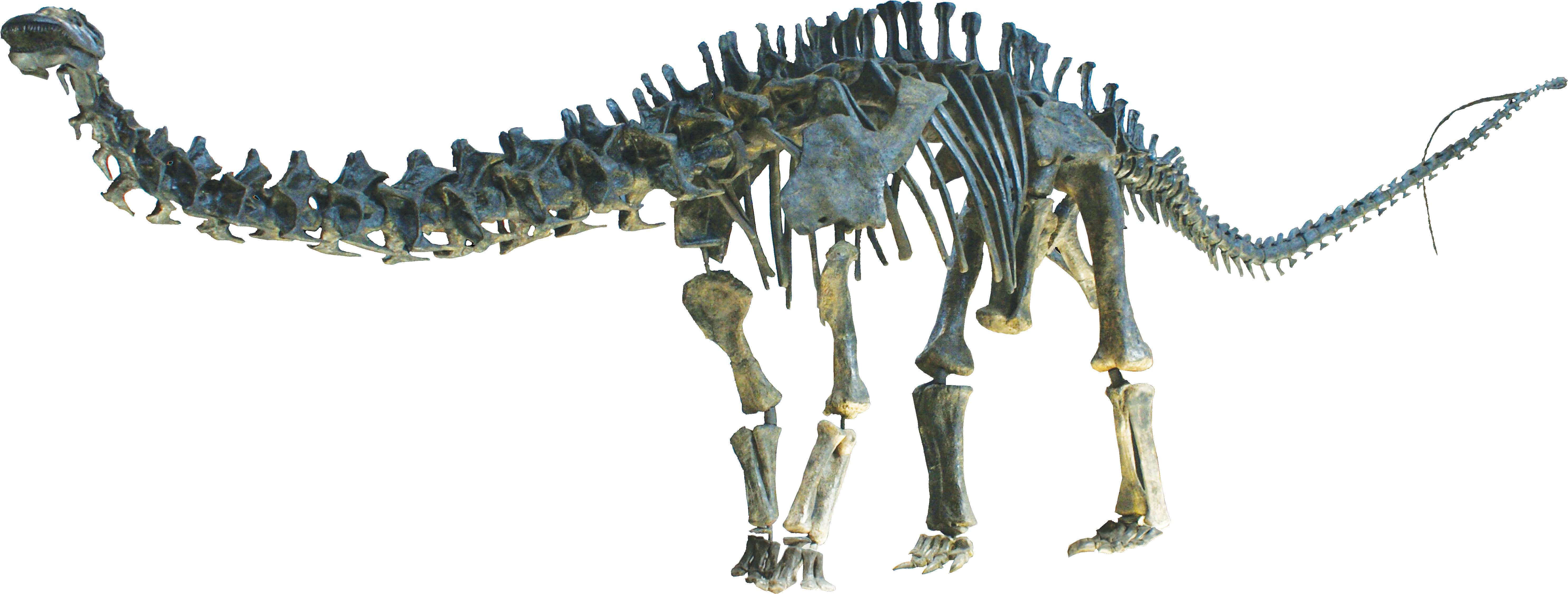 Apatosaurus Clean - Pubis And Ischium Of A Dinosaur (5941x2561), Png Download