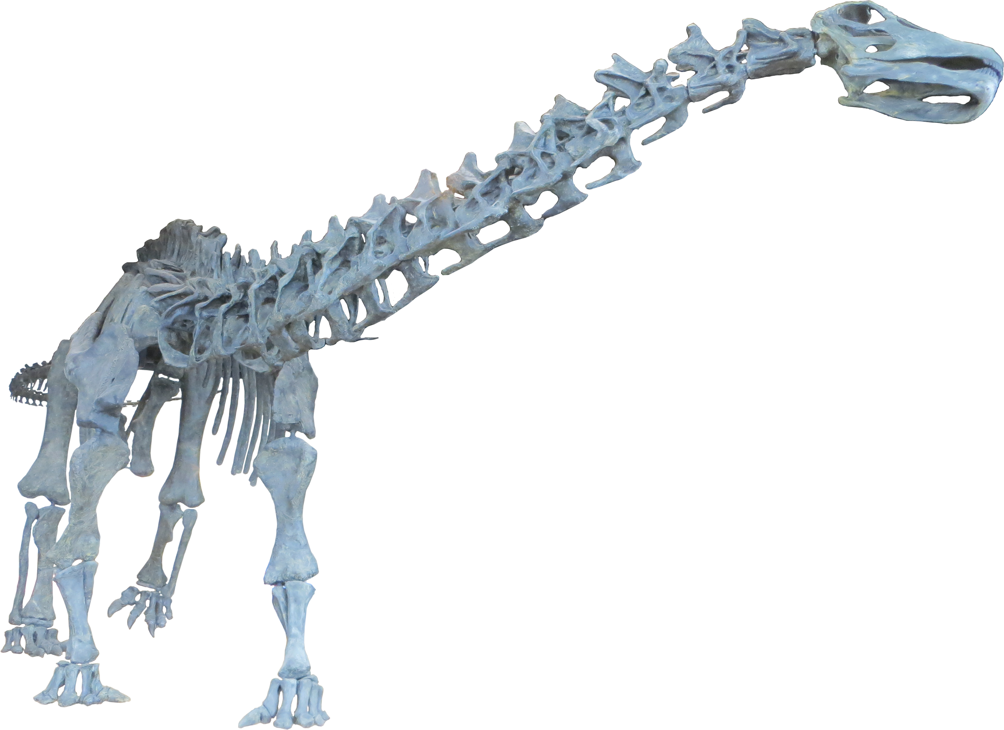 Brontosaurus Excelsus - Brontosaurus Skeleton Png (3288x2392), Png Download