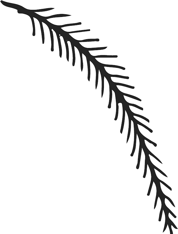 Pine Branch Rubber Stamp - Rubber Stamp (800x800), Png Download