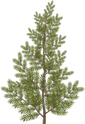Pine Branches - Christmas Tree (530x530), Png Download