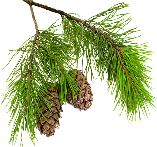 Cpa, Accounting, Bookkeeping, Payroll Bratz Kalispell - Ramas De Pino En Png (529x481), Png Download