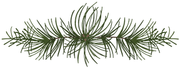 Branch - Mexican Pinyon (375x375), Png Download