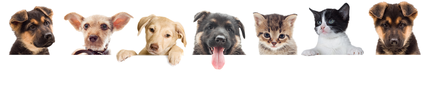 Pet Care - Creating Great Teams: How Self-selection Lets People (1800x510), Png Download