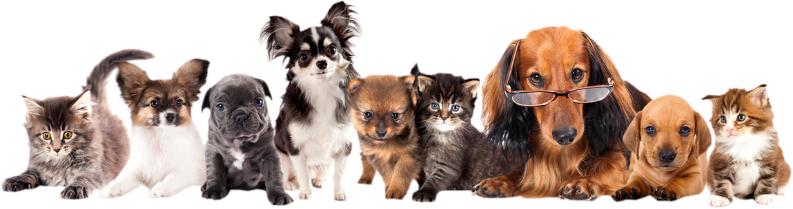 Join Now - Different Puppies (1149x304), Png Download
