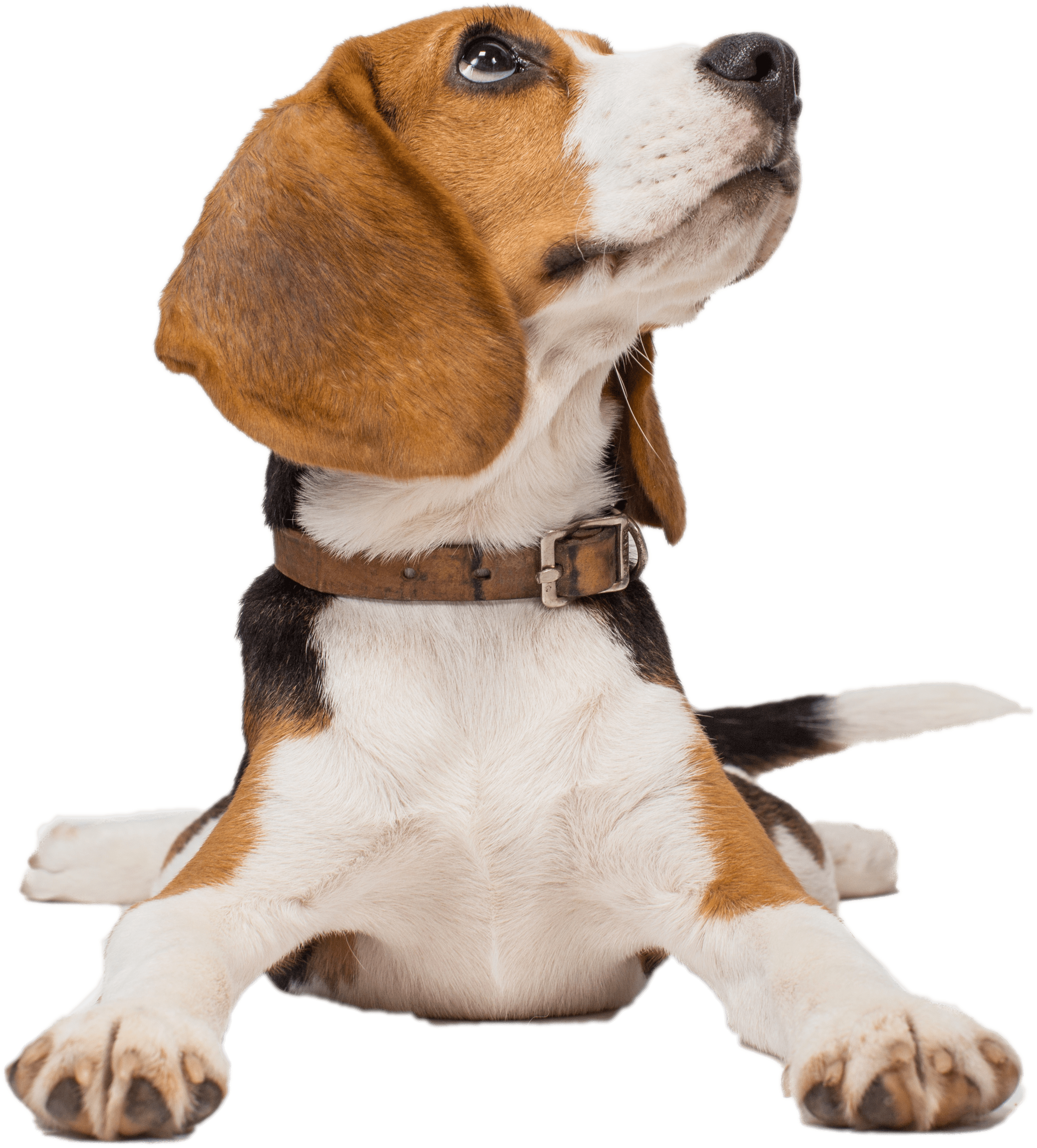 Percentage Of British Columbians Who Support Tenants - Beagle (2716x2973), Png Download