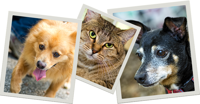 Pets Who Need A Home - San Antonio (768x400), Png Download