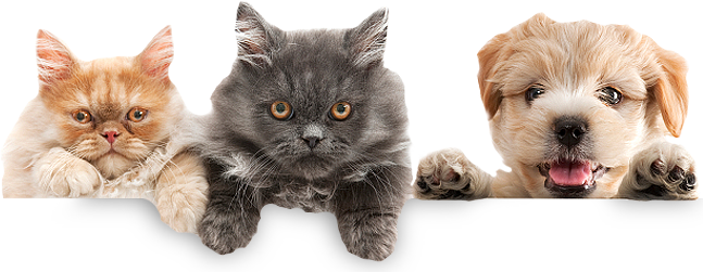 Care For Your Pets - Bigcardesigns Lovely Puppy Pattern Backpack Bookbag (647x251), Png Download