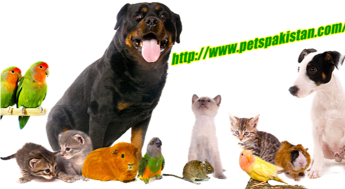 Profile Cover Photo - Group Of Pets Png (692x389), Png Download