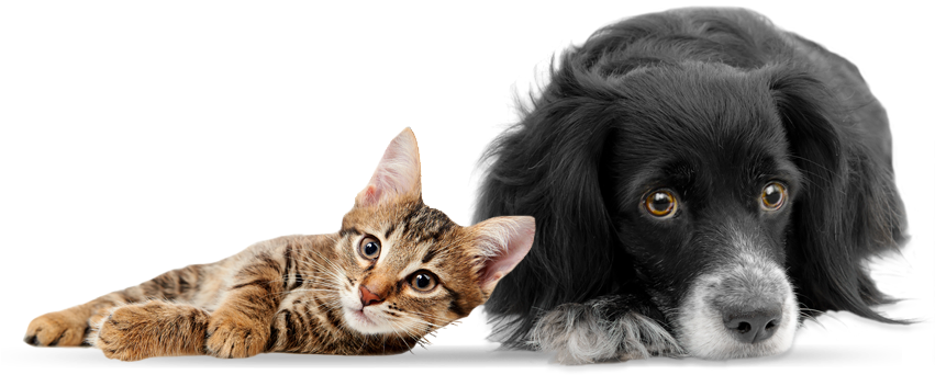 We Are Pet Friendly - Cat And Dog Png (850x350), Png Download