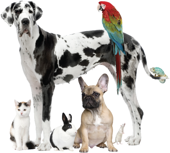 Pet Sitting Durango - Dog Cat Rabbit Guinea Pig (565x510), Png Download