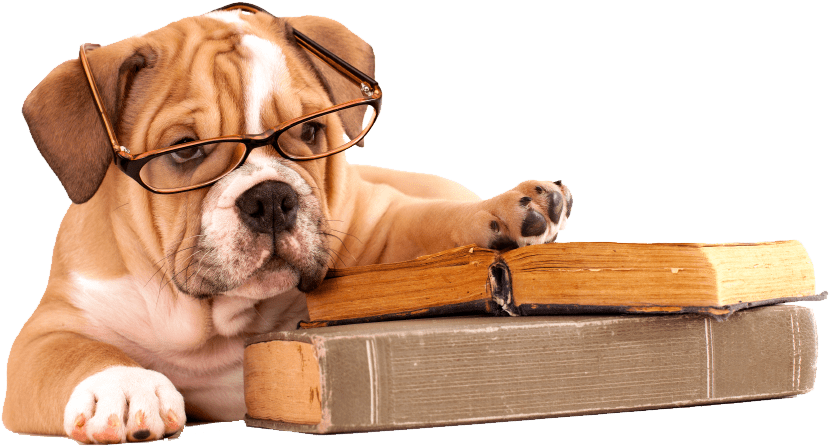 Interesting Facts About Pets - Bulldog Reading A Book (866x522), Png Download