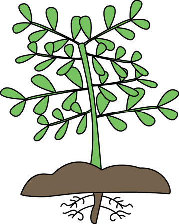 Root Cliparts - Plant Clipart (359x450), Png Download