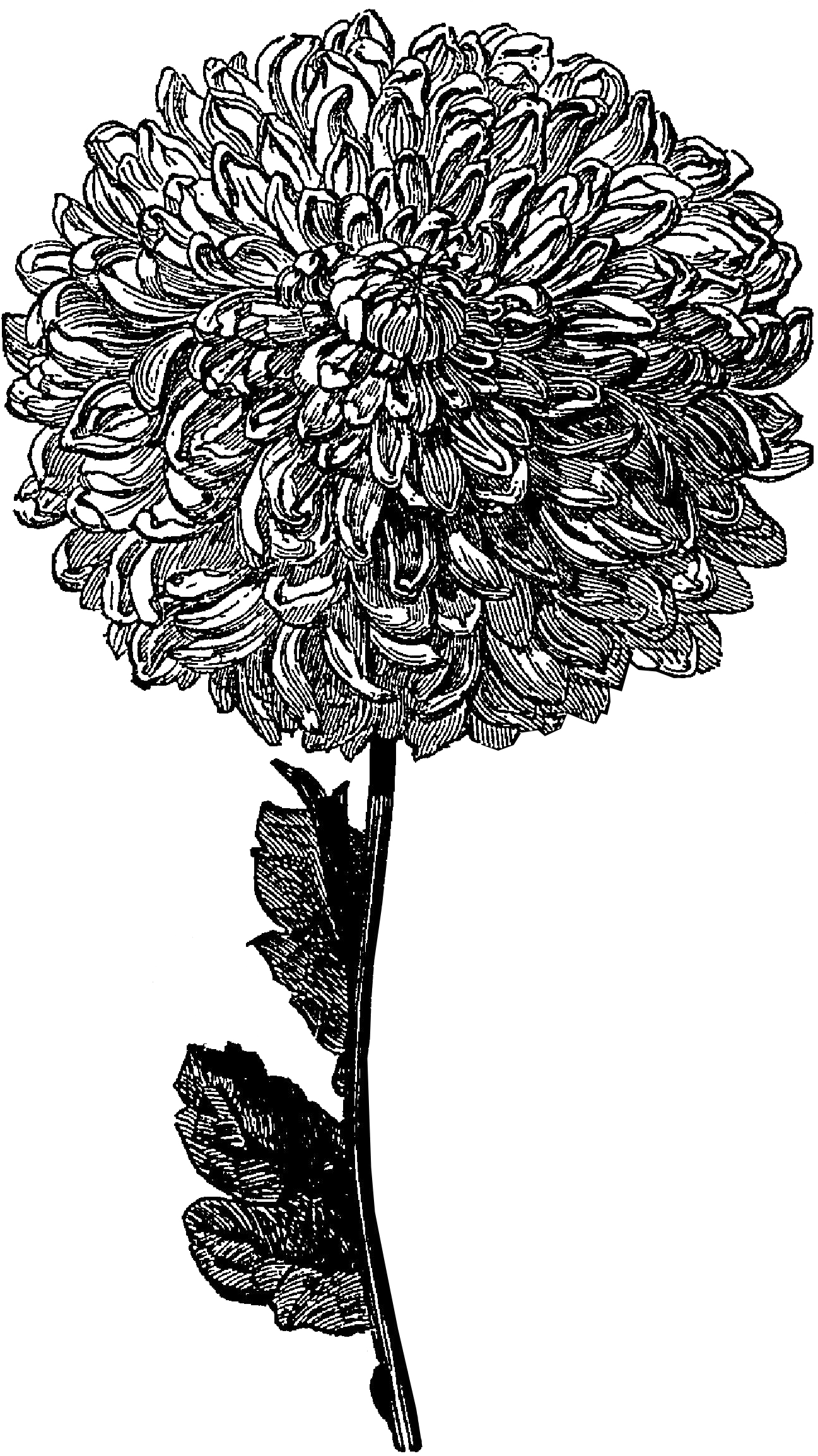 Transparent Flower Drawing Tumblr - Tails And Tales Book (1339x2310), Png Download