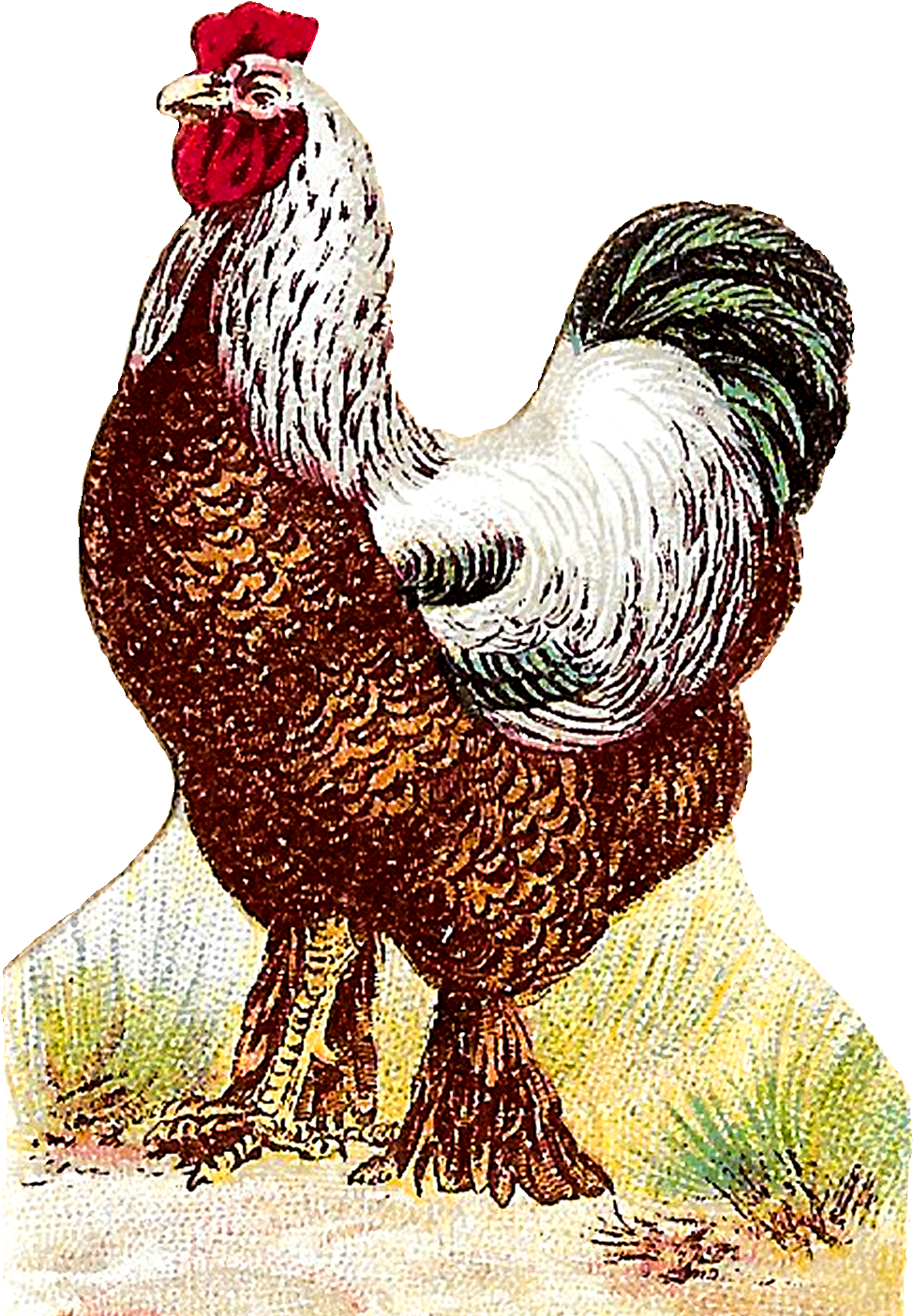 Digital Roosters Clipart Download - Chicken As Food (1107x1587), Png Download