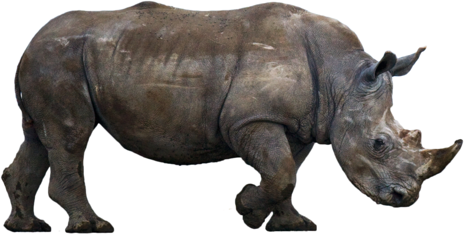 Rhinoceros Free Png Image - Stock Photography (1024x567), Png Download