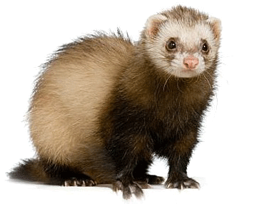Download Amazing High-quality Latest Png Images Transparent - Ferret Transparent (475x285), Png Download