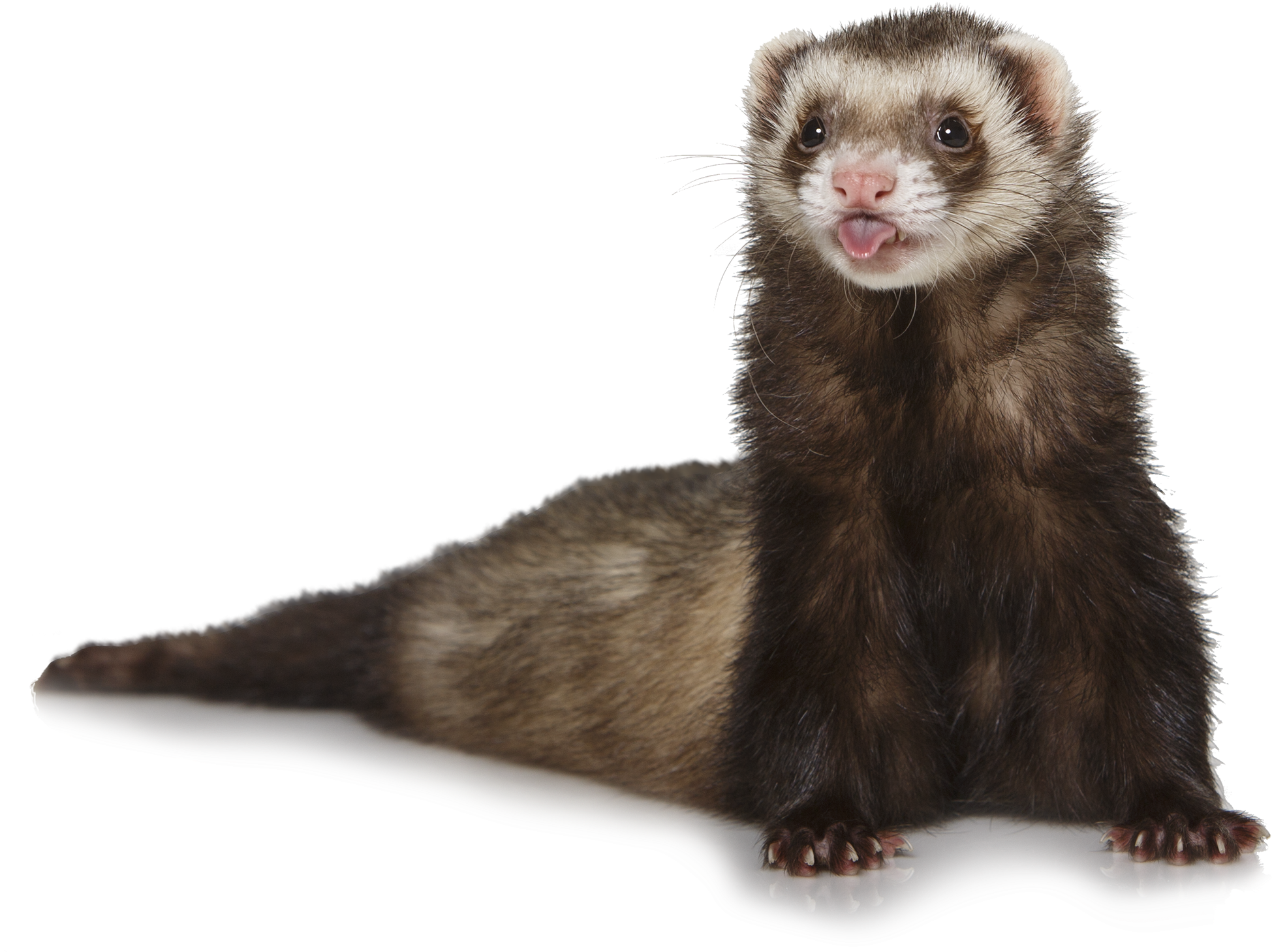 Ferret Png (2000x1480), Png Download
