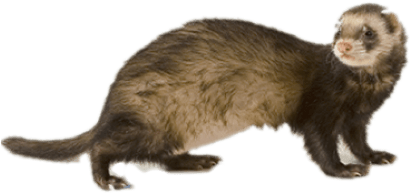 Free Png Ferret Png Images Transparent - Ferret Png (850x501), Png Download