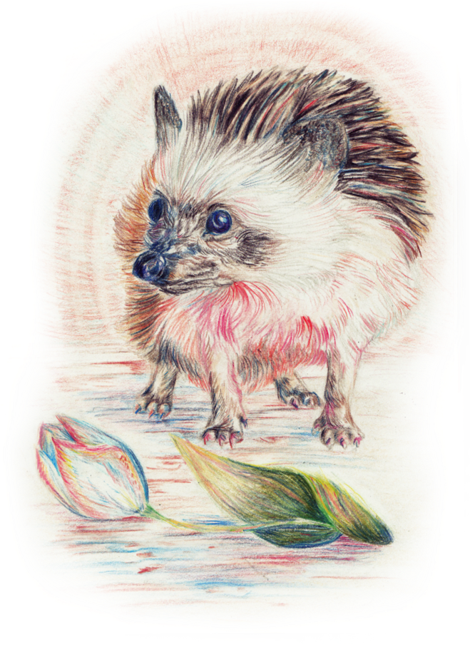 Hedgehog And Flower By Naaknaak - Ferret (763x1046), Png Download