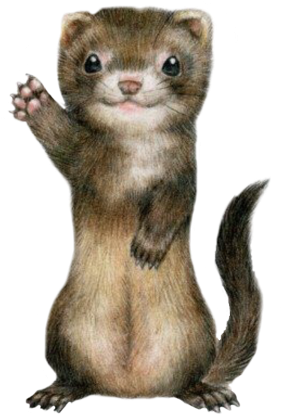 Ferret Clip Art (480x480), Png Download
