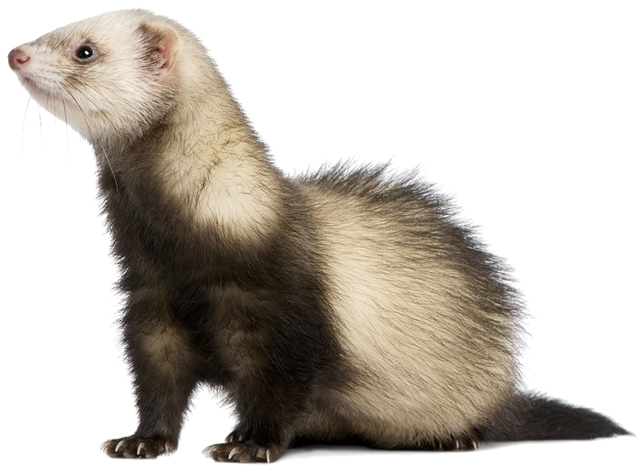Ferret Png Free Download - Ferret Muzzle (900x637), Png Download