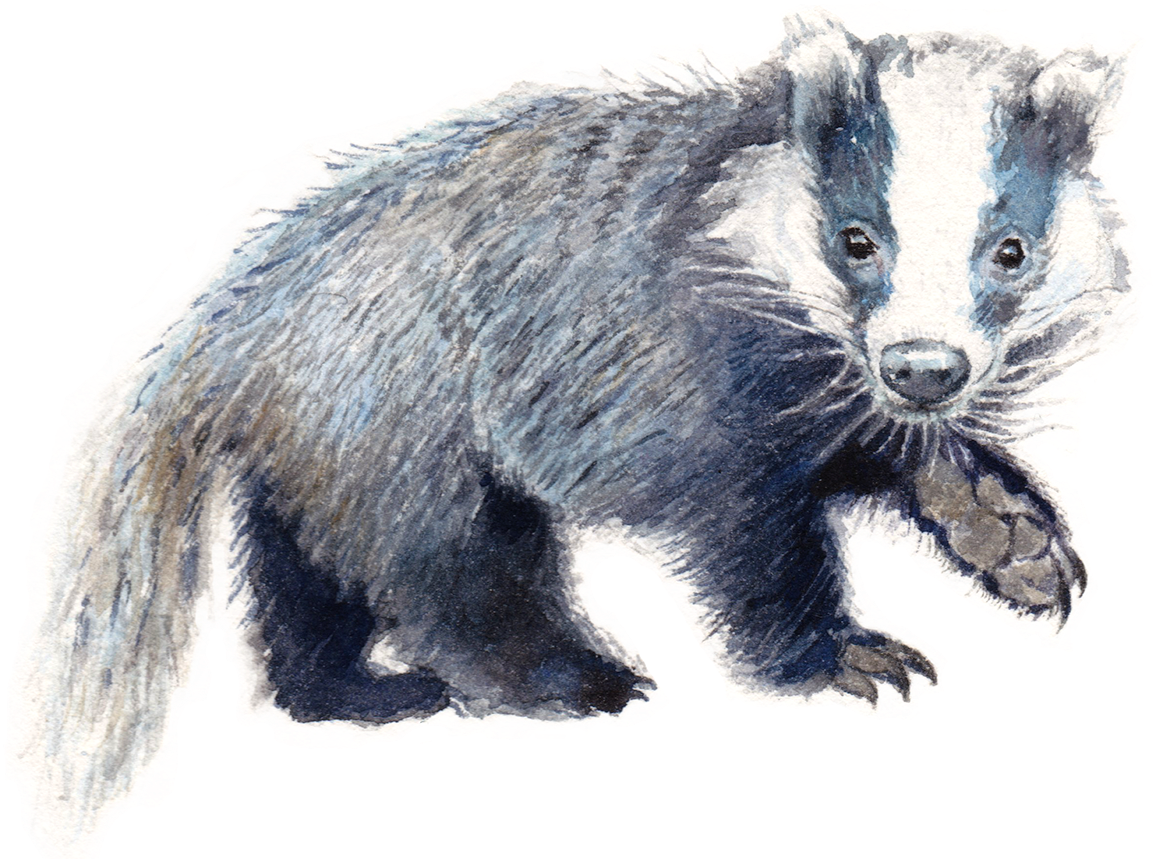 Punxsutawney Phil (1200x905), Png Download