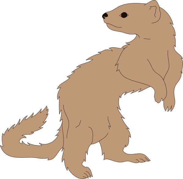 Small - Clipart Ferret (600x588), Png Download