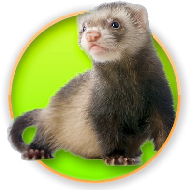 Black And Grey Ferret (400x400), Png Download