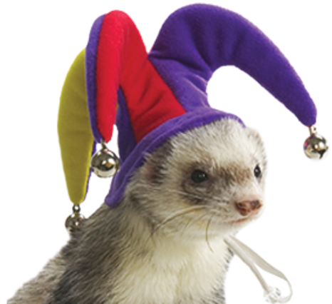 Ferret Jester Cap And Bells - Ferret Slammed (493x450), Png Download