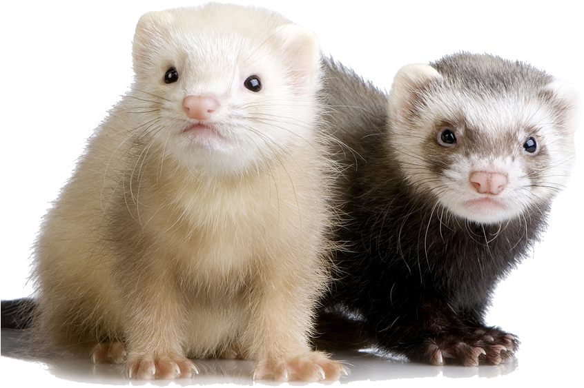 Ferrets - White And Brown Ferrets (876x648), Png Download