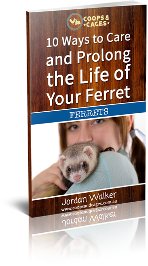 Enjoy Learning More About Ferrets - Weasel (300x538), Png Download