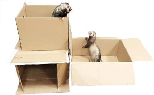Shipping Ferret Hammocks - Hammock (600x410), Png Download