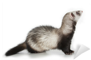 Ferret (400x400), Png Download