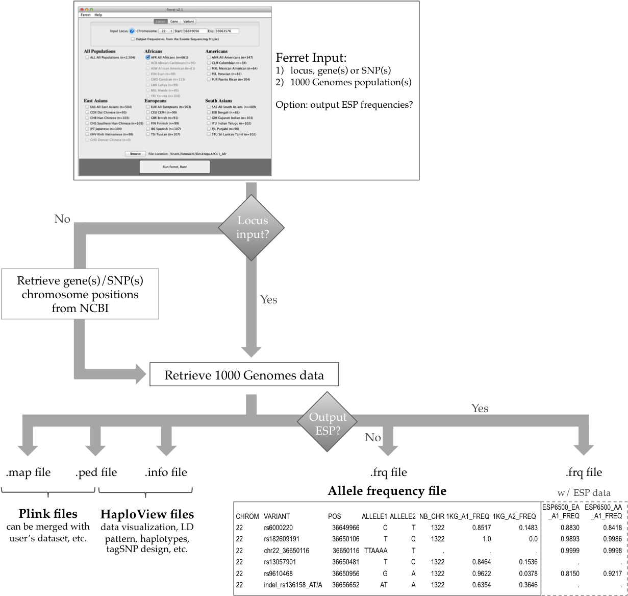 What Does Ferret Do - Ferret (1245x1166), Png Download