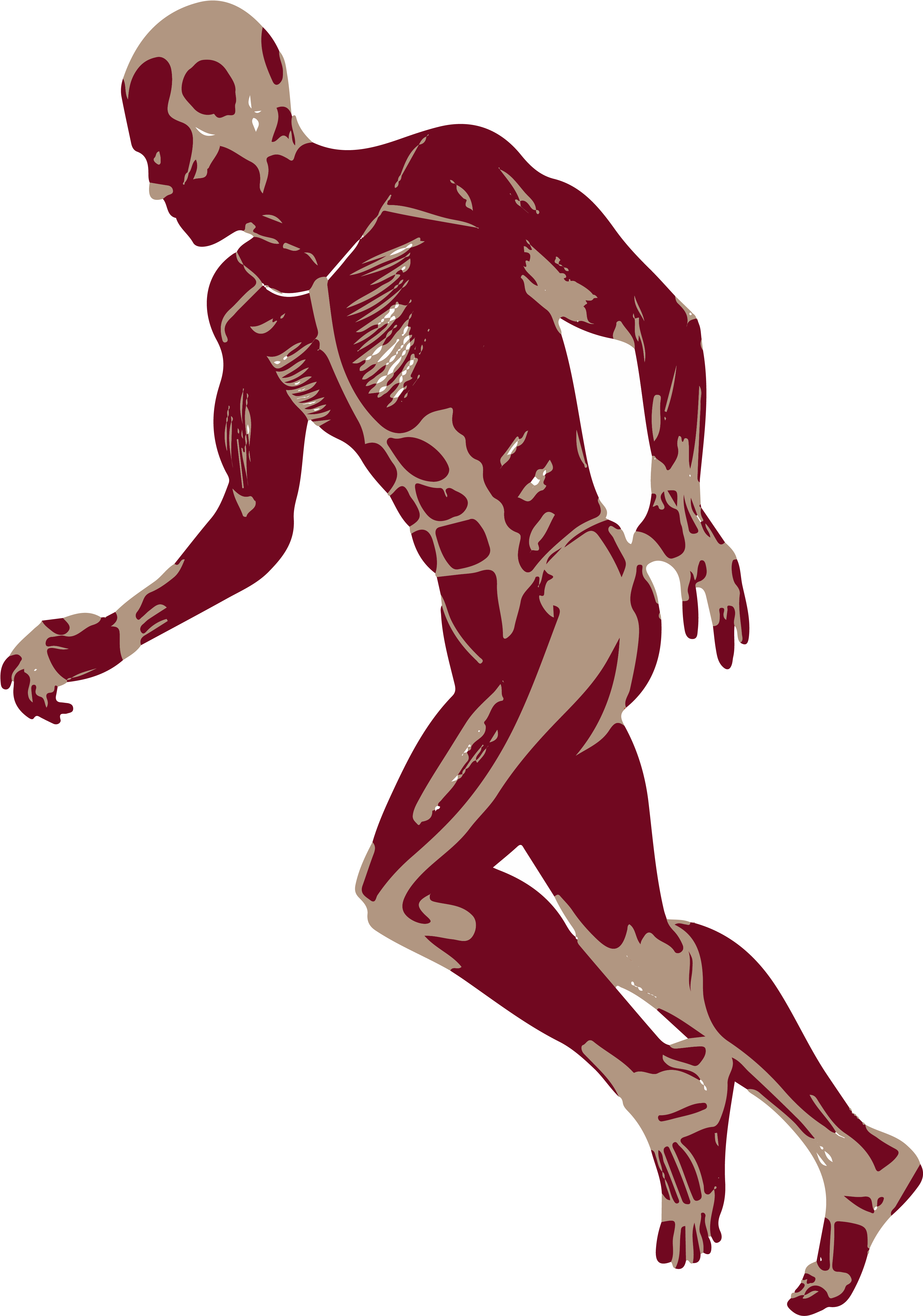 3d Running Man Muscles Anatomy D Png - Medicine (3527x4877), Png Download