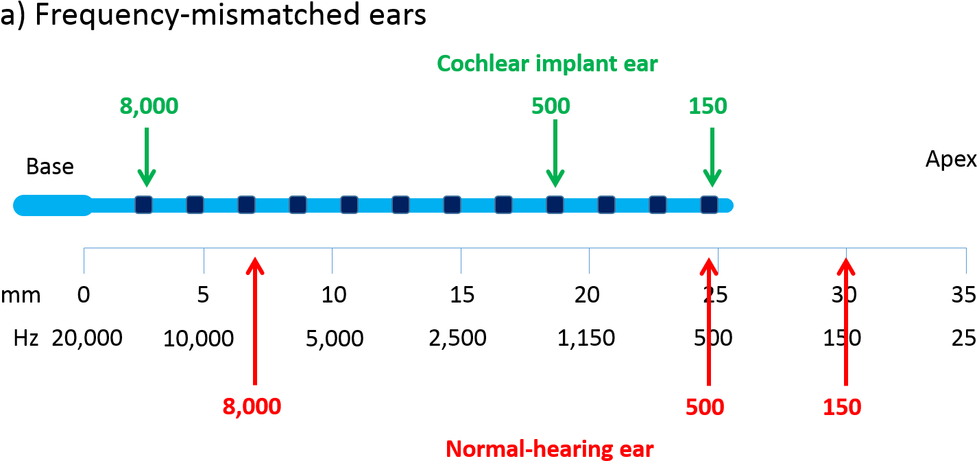 Frequency Mismatch Could Make It Difficult For People - Sound Frequency In Cochlear (1479x726), Png Download