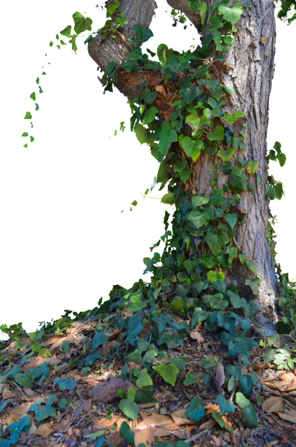 Transparent Material For The Thick Trees Of The Jungle - Big Tree Png Hd (1024x1546), Png Download