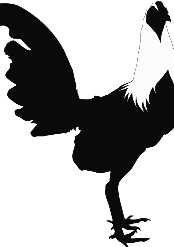 Chicken Free Duck Free Rooster Black&amp - Imagenes De Gallos Silueta (566x800), Png Download