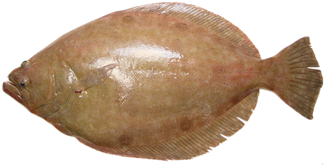 Olive Flounder (500x250), Png Download