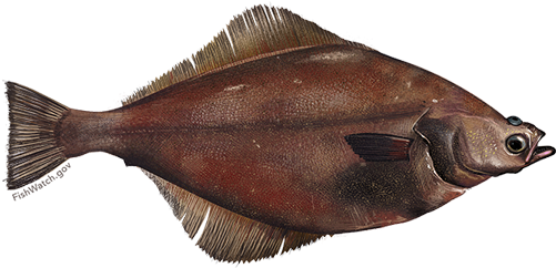 Arrowtooth Flounder (640x427), Png Download