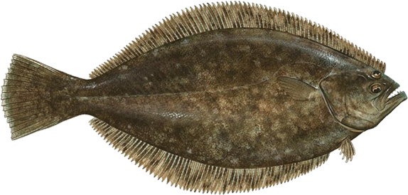 Flounder Summer - Gulf Flounder (600x303), Png Download
