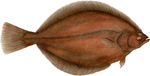 Plaice - Plaice Fish (489x247), Png Download