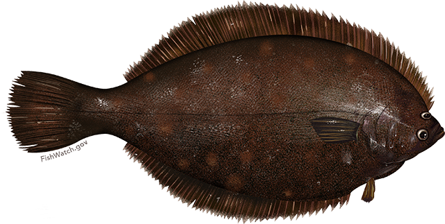 Winter Flounder (640x323), Png Download