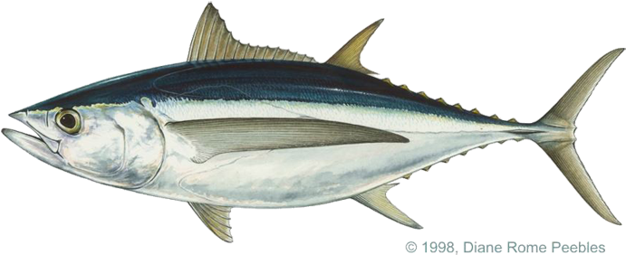 Blackfin Tuna (720x339), Png Download