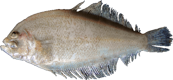 Mediterranean Scaldfish (640x400), Png Download