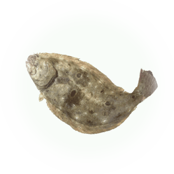 Flounder - Icon - Codex (360x360), Png Download