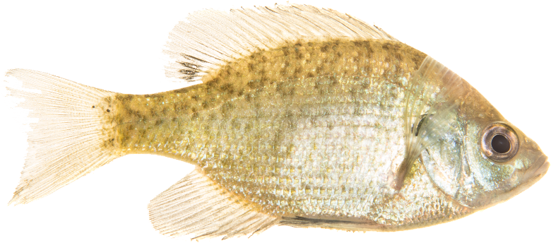 Timeline - History (780x344), Png Download