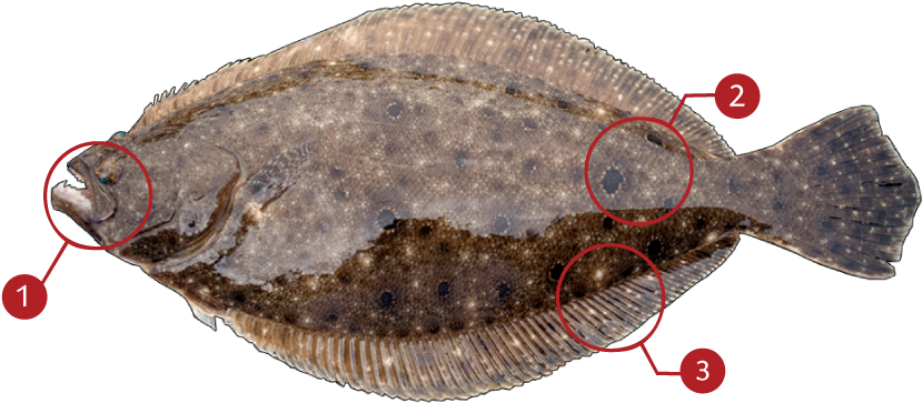 How To Identify A Flounder - Alt Attribute (873x369), Png Download
