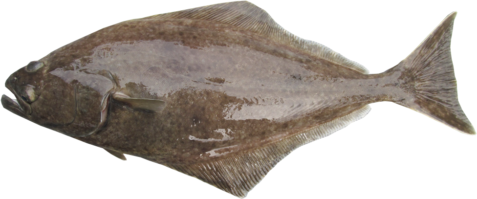 Pacific Halibut (1200x410), Png Download