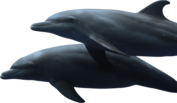 Dolphins Swimming - Ocean City (674x394), Png Download